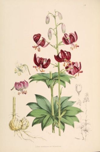 Hysginum - Lilium martagon - царские кудри, сарана